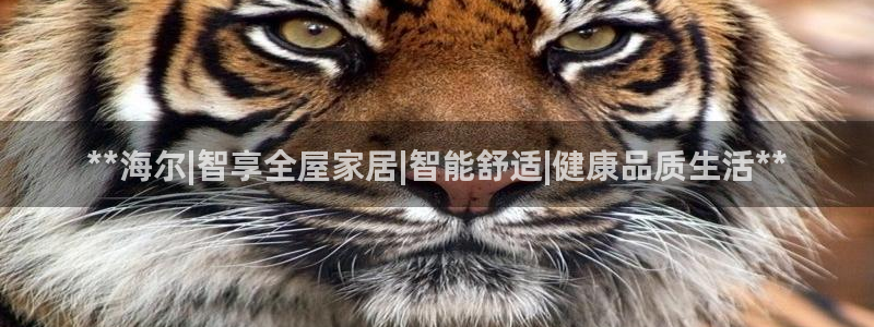 j9九游会网址是什么